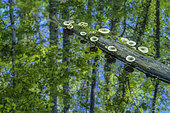 Mushrooms on a floating trunk in a swamp. Lentinus fungus (Lentinus tigrinus) saprophytic species break down a floating trunk in spring, Marais de Lavours, Ain, France
