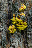 Chicken of the Woods (Laetiporus sulphureus) on a larch. Can reach up to 50 cm wide, the Polypore sulfur has several hats that are superimposed on each other in the form of a fan. Pores beneath the hat often emit droplets of sweat. Parasite of injury that makes wood rot, Good edible young ("chicken of teh woods"), Rare on larch, Hautes Alpes, France
