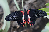Scarlet Mormon (Papilio rumanzovia) male open wings on a leaf, Greenhouse of the botanical garden of Nancy, Lorraine, France