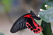 Scarlet Mormon (Papilio rumanzovia) male closed wings on a flower, Greenhouse of the botanical garden of Nancy, Lorraine, France