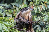 Hoatzin (Opisthocomus hoazin), sits with two chicks in a tree, rainforest at Oxbow-Lake, Peru, South America
