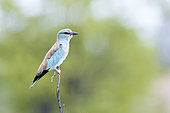 European Roller (Coracias garrulus) isolated in blur background in Kruger National park, South Africa