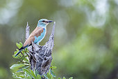 European Roller (Coracias garrulus) perched in branch in Kruger National park, South Africa