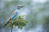 European Roller (Coracias garrulus) isolated in blur background in Kruger National park, South Africa