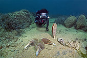 Dead fan mussel and diver, Mediterranean Sea. Massive mortality of Noble Pen Shell (Pinna nobilis) infected with the parasite Haplosporidium. Porticcio. Corsica. Mediterranean.
