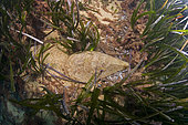 Dead fan mussel in a seagrass, Mediterranean Sea. Massive mortality of Noble Pen Shell (Pinna nobilis) infected with the parasite Haplosporidium. Monaco. Mediterranean.