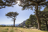 Bavella Pass, Laricio Pine Forest (Pinus Nigra Corsicana), Alta Rocca, Quenza, South Corsica, France