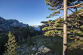 Bavella Pass, Laricio Pine Forest (Pinus Nigra Corsicana), Alta Rocca, Quenza, South Corsica, France