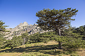 Col de Bavella, Bavella Needles (max alt: 1855m), Alta Rocca, Quenza, Corse-du-Sud, France