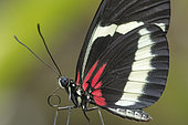 Heliconius Butterfly (Heliconius hewitsoni) portrait, Greenhouse of the botanical garden of Nancy, Lorraine, France