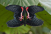 Scarlet Mormon (Papilio rumanzovia) mating on a leaf, Greenhouse of the botanical garden of Nancy, Lorraine, France
