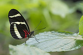 Heliconius Butterfly (Heliconius hewitsoni) on a leaf, Greenhouse of the botanical garden of Nancy, Lorraine, France