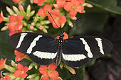 Heliconius Butterfly (Heliconius hewitsoni) on flowers, Greenhouse of the botanical garden of Nancy, Lorraine, France