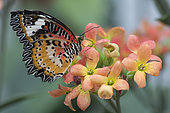 Red Lacewing (Cethosia biblis) on flowers, Greenhouse of the botanical garden of Nancy, Lorraine, France