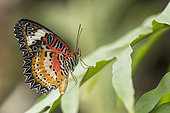 Leopard Lacewing (Cethosia cyane) on a leaf, Greenhouse of the botanical garden of Nancy, Lorraine, France
