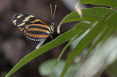 Ismenius tiger (Heliconius ismenius) on a leaf, Greenhouse of the botanical garden of Nancy, Lorraine, France