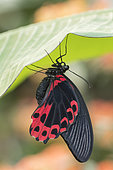 Scarlet Mormon (Papilio rumanzovia) on leaf, Greenhouse of the botanical garden of Nancy, Lorraine, France