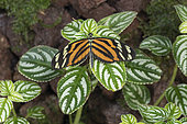 Ismenius tiger (Heliconius ismenius) on leaves, Greenhouse of the botanical garden of Nancy, Lorraine, France