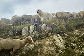 Flock of sheep at Turini Pass, Autumn, Mercantour National Park, Alps, France
