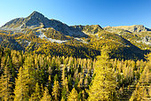 Larch forest in autumn in the Val de Salèse, Mercantour National Park, Alps, France