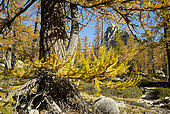 Mélézin en automne dans le val de Salèse, parc National du Mercantour, Alpes, France