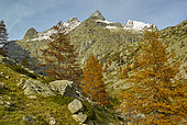 Mélèze d'Europe (Larix decidua) dans la vallée de la Gordolasque en automne, Parc National du Mercantour, Alpes, France