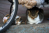 Cat and kitten sleeping on a sidewalk, Essaouira, Morocco
