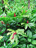 Ornamental Ginger (Alpinia sp) / Red Ginger (Alpinia purpurata), Les Mamelles, Botanical and Zoological Park, Guadeloupe