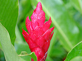 Ornamental Ginger (Alpinia sp) / Red Ginger (Alpinia purpurata), Les Mamelles, Botanical and Zoological Park, Guadeloupe