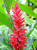 Ornamental Ginger (Alpinia sp) / Red Ginger (Alpinia purpurata), Les Mamelles, Botanical and Zoological Park, Guadeloupe