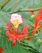 Brazilian wood (Caesalpinia sp) flower, Les Saintes, Guadeloupe
