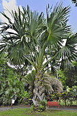 Sabal palm (Corypha umbraculifera), Asian palm tree up to 25 m tall, Guadeloupe