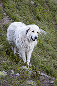 Pyrenean Mountain Dog in an alpine pasture, Queyras Regional Nature Park, Alps, France