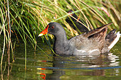 Moorhen (Gallinula chloropus) Adult at the edge of a pond, Finistère, France