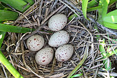 Moorhen (Gallinula chloropus) eggs in nest at the edge of a pond, Finistère, France