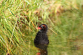 Moorhen (Gallinula chloropus) chick at the edge of a pond, Finistère, France