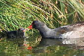 Moorhen (Gallinula chloropus) Adult feeding a chick at the edge of a pond, Finistère, France