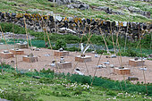 Protection of Arctic Terns, experimental device against gulls, Isle of May, Scotland