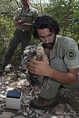 Egyptian Vulture (Neophron percnopterus) juvenile being weighed