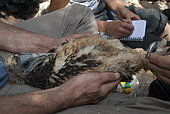 Egyptian Vulture (Neophron percnopterus) researchers banding juvenile