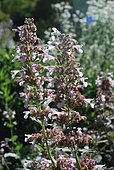 Catmint (Nepeta grandiflora) 'Beth Chato' flowers