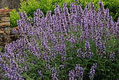Kitchen sage (Salvia officinalis) flowers