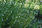 Winter savory (Satureja montana) flowers