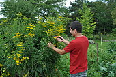 Picking Common tansy (Tanacetum vulgare)