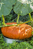 Potiron 'Rouge vif d'Etampes'