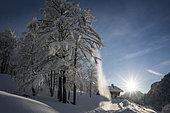 Plastered snow tree in the Chablais massif, near the Hirmentaz ski resort, Haute-Savoie, Alps, France