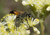 Hairy Sand Wasp (Podalonia hirsuta) on flowers, Mercantour National Park, Alps, France
