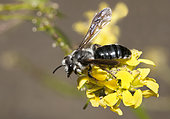 Solitary bee (Andrena agilissima) on Black mustard (Brassica nigra), Pays de Loire, France
