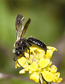 Solitary bee (Andrena barbareae) on Black mustard (Brassica nigra), Pays de Loire, France
