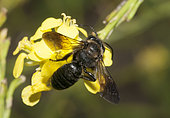 Solitary bee (Andrena barbareae) on Black mustard (Brassica nigra), Pays de Loire, France